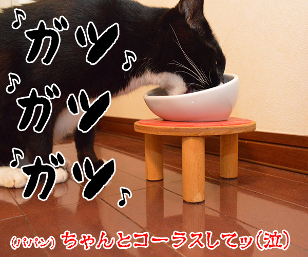 LOVE LOVE LOVE　猫の写真で４コマ漫画　４コマ目ッ