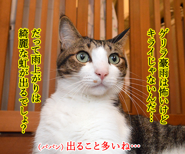 ゲリラ豪雨がやんだら？　猫の写真で４コマ漫画　２コマ目ッ