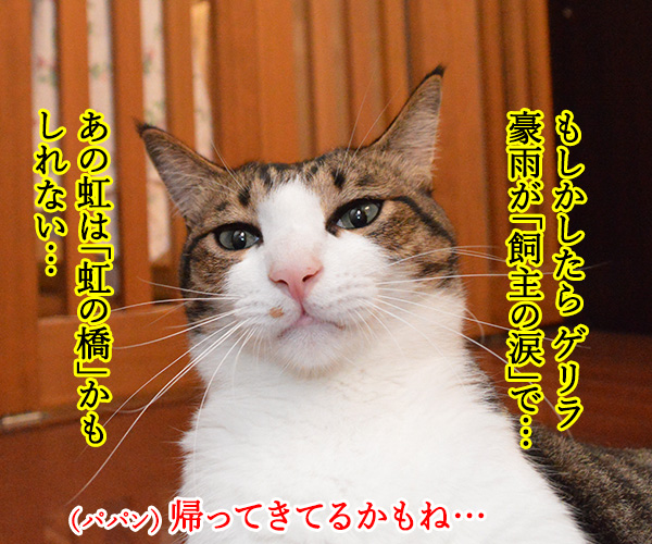 ゲリラ豪雨がやんだら？　猫の写真で４コマ漫画　３コマ目ッ