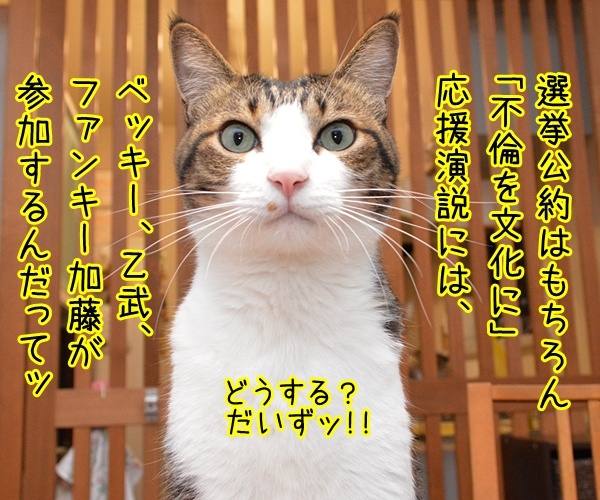 石田純一氏、東京都知事選に出馬？　猫の写真で４コマ漫画　２コマ目ッ