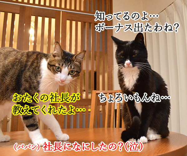 夏のボーナスキャンペーン開催中！！　猫の写真で４コマ漫画　１コマ目ッ