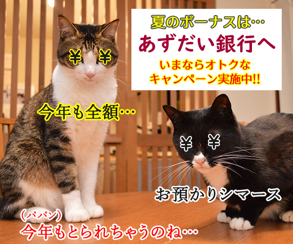 夏のボーナスキャンペーン開催中！！　猫の写真で４コマ漫画　２コマ目ッ