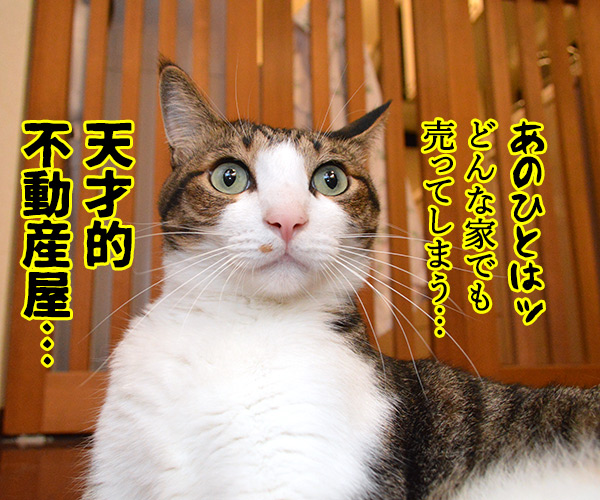 家売るオンナ　私に売れない家はないッ！！　猫の写真で４コマ漫画　１コマ目ッ