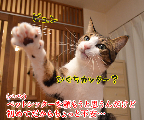 ペットシッターを頼もうかしら？　猫の写真で４コマ漫画　１コマ目ッ