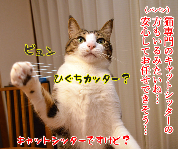 ペットシッターを頼もうかしら？　猫の写真で４コマ漫画　２コマ目ッ