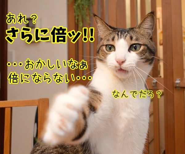 倍率ドーン！！ さらに倍ッ！！　猫の写真で４コマ漫画　２コマ目ッ