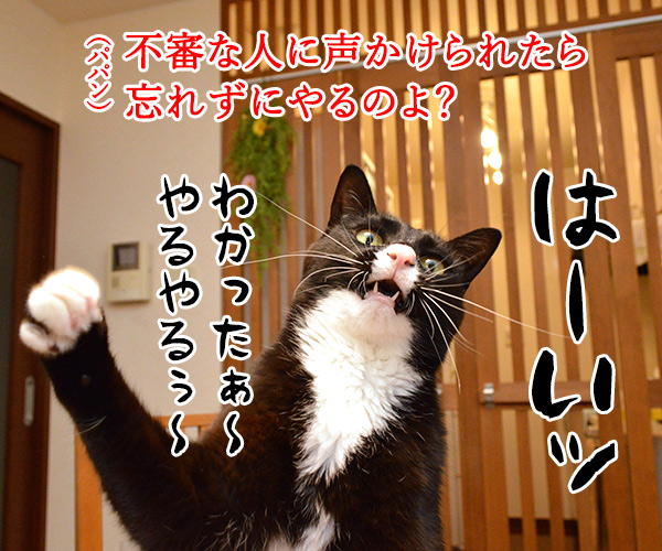 「いかのおすし」って知ってる？　猫の写真で４コマ漫画　３コマ目ッ