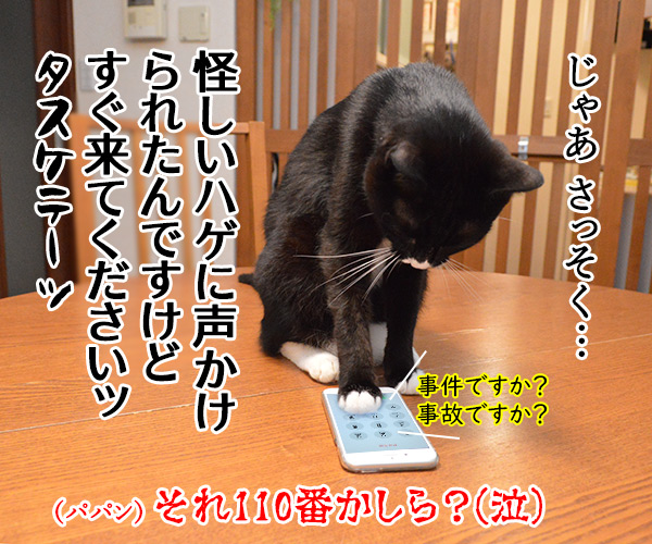 「いかのおすし」って知ってる？　猫の写真で４コマ漫画　４コマ目ッ