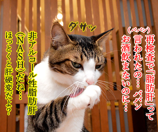 非アルコール性脂肪肝(NASH)になっちゃったの　猫の写真で４コマ漫画　１コマ目ッ