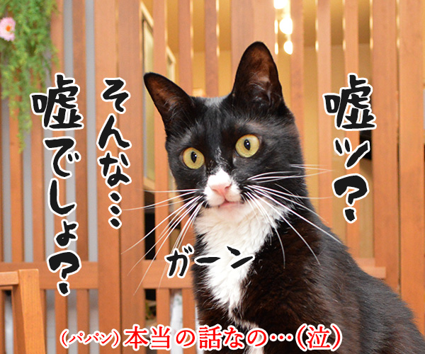 非アルコール性脂肪肝(NASH)になっちゃったの　猫の写真で４コマ漫画　２コマ目ッ