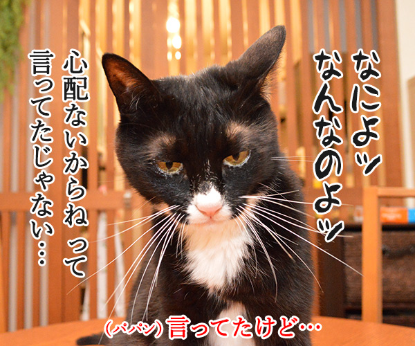 非アルコール性脂肪肝(NASH)になっちゃったの　猫の写真で４コマ漫画　３コマ目ッ