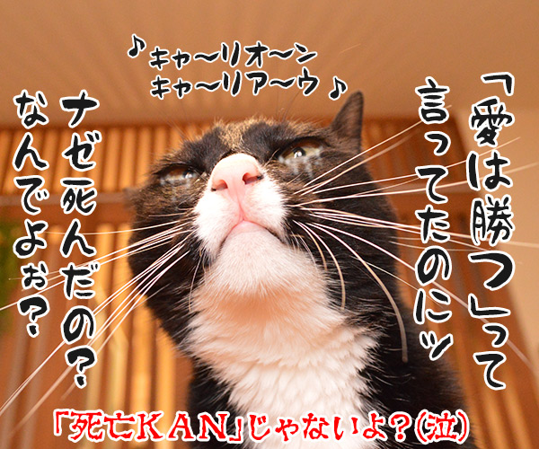 非アルコール性脂肪肝(NASH)になっちゃったの　猫の写真で４コマ漫画　４コマ目ッ