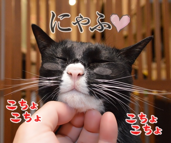 癒やしてるのに癒やされてるの　猫の写真で４コマ漫画　４コマ目ッ