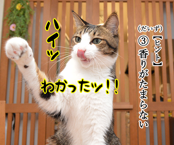 土用の丑の日でクイズなの　猫の写真で４コマ漫画　３コマ目ッ