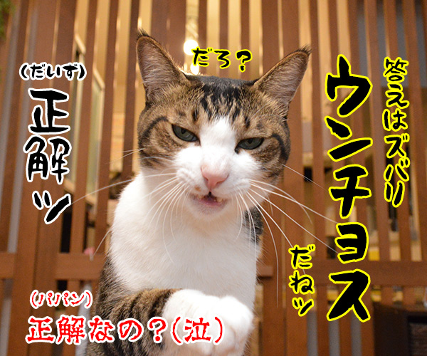 土用の丑の日でクイズなの　猫の写真で４コマ漫画　４コマ目ッ