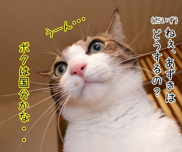 さあ、みんなで行きましょー♪　猫の写真で４コマ漫画　１コマ目ッ