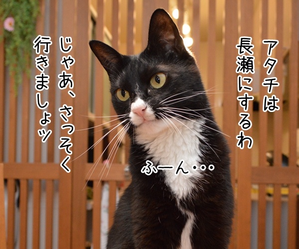 さあ、みんなで行きましょー♪　猫の写真で４コマ漫画　２コマ目ッ