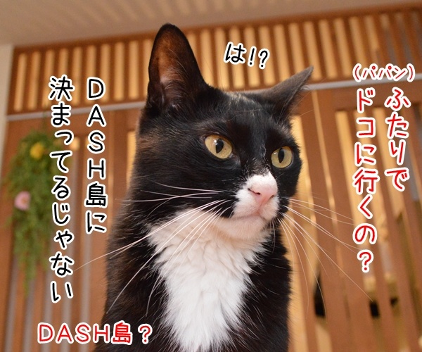 さあ、みんなで行きましょー♪　猫の写真で４コマ漫画　３コマ目ッ