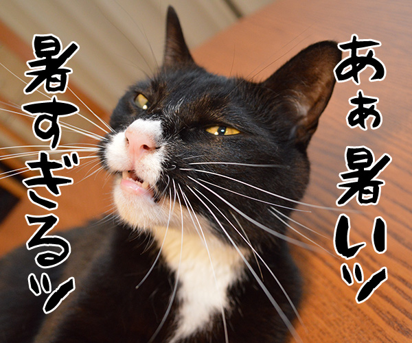 暑いッ 暑すぎるッ!! 猫の写真で4コマ漫画 1コマ目ッ