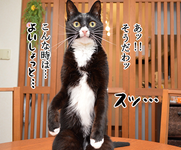 暑いッ 暑すぎるッ!! 猫の写真で4コマ漫画 2コマ目ッ