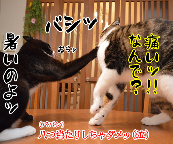 暑いッ 暑すぎるッ!! 猫の写真で4コマ漫画 4コマ目ッ