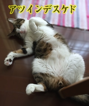 暑いッ　暑すぎるッ！！　猫の写真で４コマ漫画　４コマ目ッ