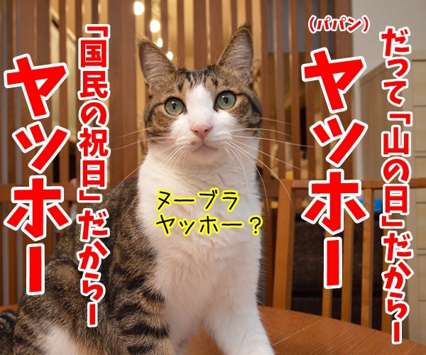 山の日だからー　ヤッホッホー　猫の写真で４コマ漫画　２コマ目ッ