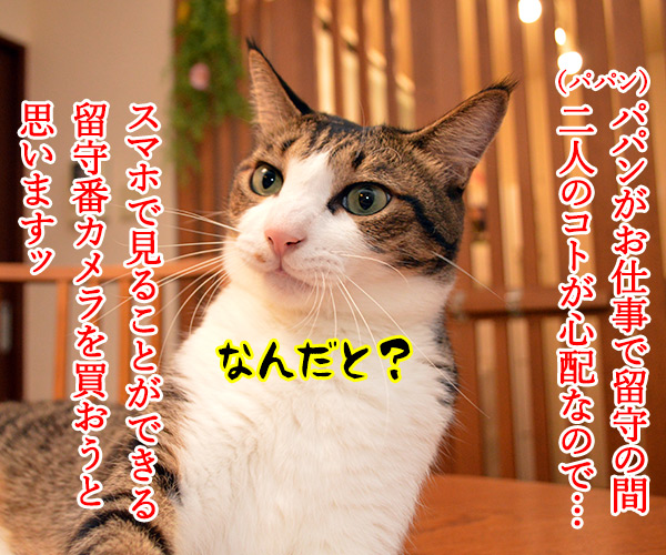 あなたが留守の時 ペットは何してる？　猫の写真で４コマ漫画　１コマ目ッ