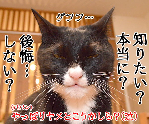 あなたが留守の時 ペットは何してる？　猫の写真で４コマ漫画　４コマ目ッ