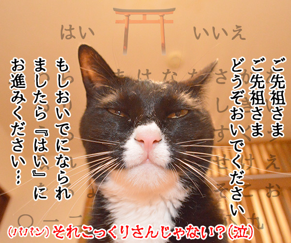 きょうからお盆　ご先祖様をお迎えするには？　猫の写真で４コマ漫画　４コマ目ッ