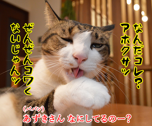 パパンちの怪談　猫の写真で４コマ漫画　３コマ目ッ