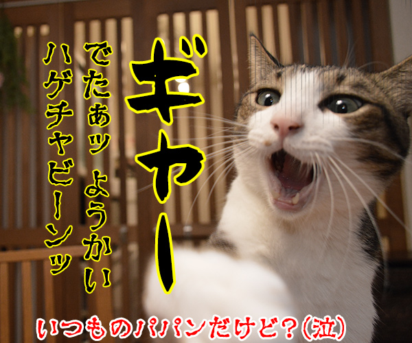 パパンちの怪談　猫の写真で４コマ漫画　４コマ目ッ