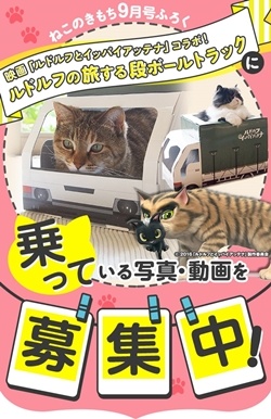 「ルドルフとイッパイアッテナ」が見たいのよッ　猫の写真で４コマ漫画　５コマ目ッ