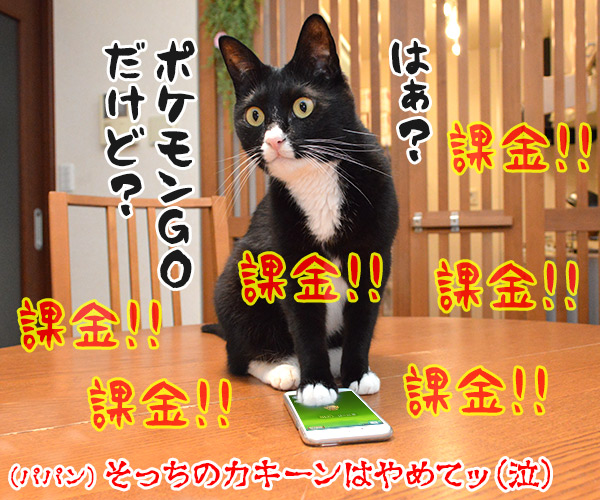 熱闘甲子園で熱くなるのよッ　猫の写真で４コマ漫画　４コマ目ッ