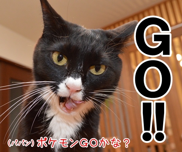 ＧＯ!! ＧＯ!! ＧＯ!! 　猫の写真で４コマ漫画　１コマ目ッ