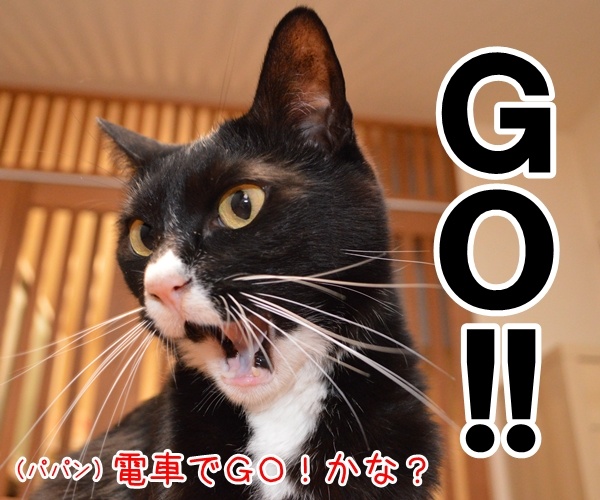 ＧＯ!! ＧＯ!! ＧＯ!! 　猫の写真で４コマ漫画　２コマ目ッ