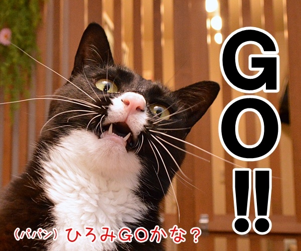 ＧＯ!! ＧＯ!! ＧＯ!! 　猫の写真で４コマ漫画　３コマ目ッ