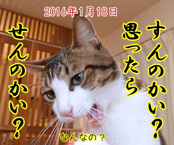 ドリルすんのかいせんのかい　猫の写真で４コマ漫画　２コマ目ッ