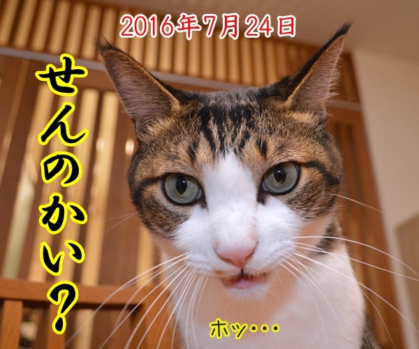 ドリルすんのかいせんのかい　猫の写真で４コマ漫画　３コマ目ッ