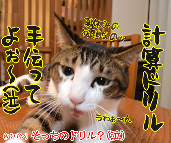 ドリルすんのかいせんのかい　其の二　猫の写真で４コマ漫画　４コマ目ッ