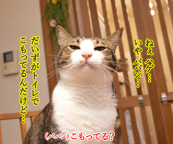 だいずさんがトイレにこもってるのッ　猫の写真で４コマ漫画　１コマ目ッ