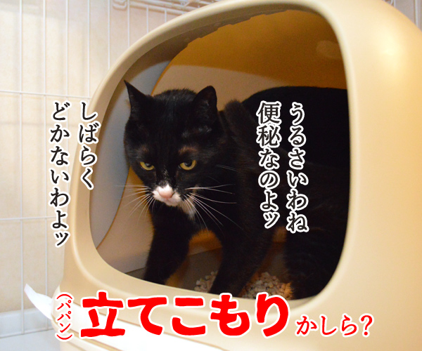 だいずさんがトイレにこもってるのッ　猫の写真で４コマ漫画　２コマ目ッ