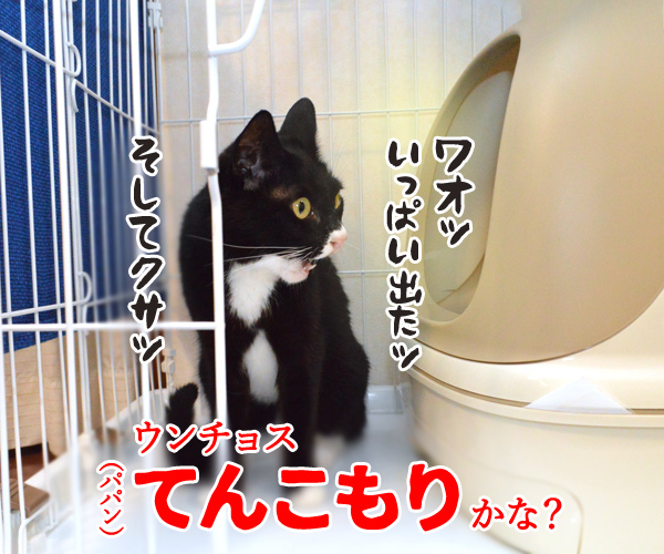 だいずさんがトイレにこもってるのッ　猫の写真で４コマ漫画　３コマ目ッ