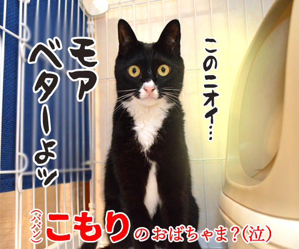 だいずさんがトイレにこもってるのッ　猫の写真で４コマ漫画　４コマ目ッ