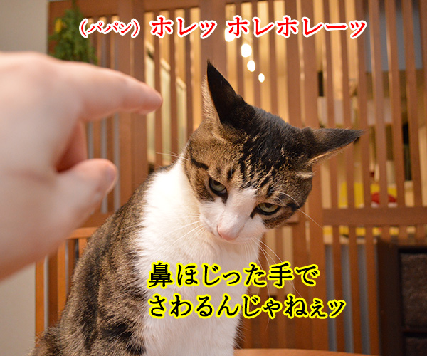 鼻をほじっちゃダメなのよッ　猫の写真で４コマ漫画　１コマ目ッ