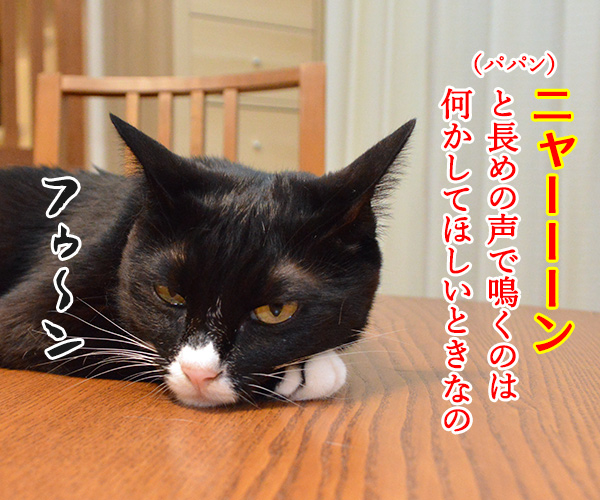 鳴き声でわかる猫のきもち　猫の写真で４コマ漫画　２コマ目ッ