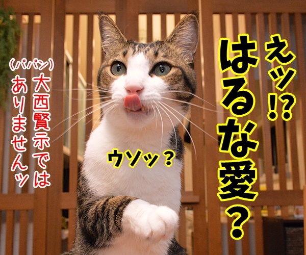 愛ちゃんが入籍してたんですってッ　猫の写真で４コマ漫画　２コマ目ッ