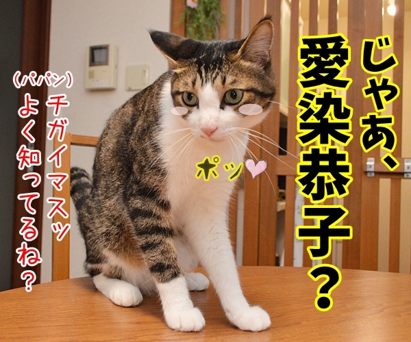 愛ちゃんが入籍してたんですってッ　猫の写真で４コマ漫画　３コマ目ッ