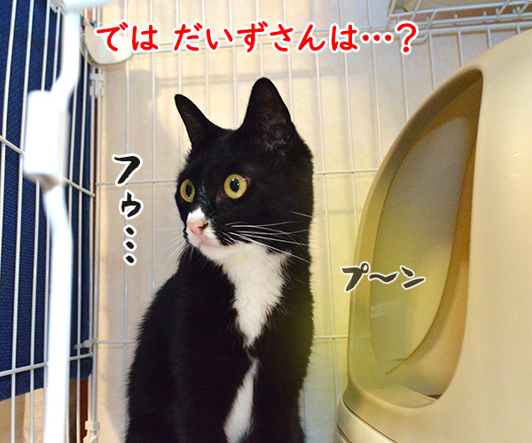 だいずさんのウンチョスハイはちょっと違うのッ　猫の写真で４コマ漫画　２コマ目ッ