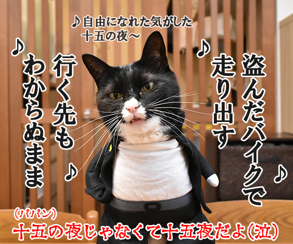 きょうは「中秋の名月」なんですってッ　猫の写真で４コマ漫画　４コマ目ッ